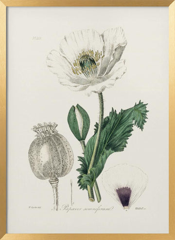 Opium Poppy (papaver Somniferum) Medical Botany | Poster - Gold Frame Interior