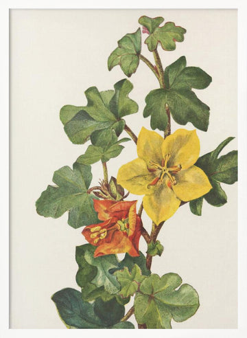 Mexican Fremontia From North American Wildflowers (1925) By Mary Vaux Walcott | Poster - White Frame Interior