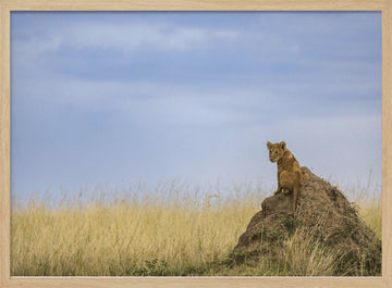 Curious Lion Cub Savanna | Poster - Wood Frame Interior