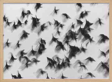 Dynamic Flying Flock | Poster - Wood Frame Interior