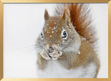 Red Squirrel In Snow | Poster - Gold Frame Interior
