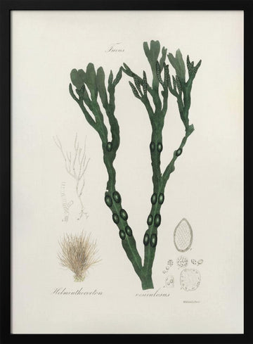 Bladder Wrack (fucus Vesiculosus)  Medical Botany | Poster - Black Metal Frame Interior