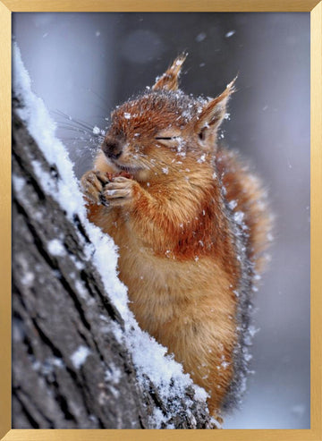 Happy Winter Squirrel | Poster - Gold Frame Interior