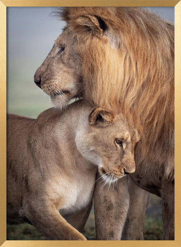 Lions in Love | Poster - Gold Frame Interior