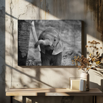 Curious Baby Elephant | Canvas - Room Interior 2