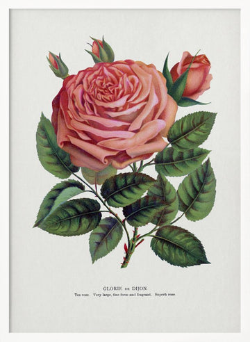 Pink Rose, Glorie De Dijon Lithograph | Poster - White Frame Interior