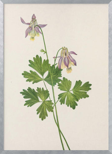 Shortspur Columbine From North American Wildflowers (1925) By Mary Vaux Walcott | Poster - Silver Frame Interior