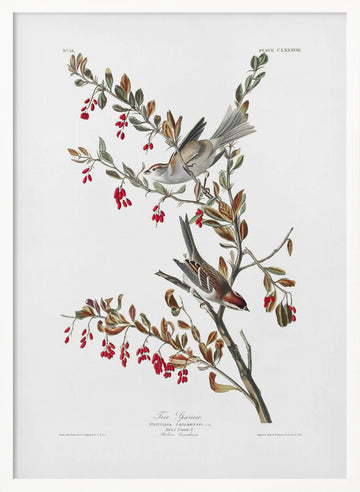 Tree Sparrow From Birds of America (1827) | Poster - White Frame Interior