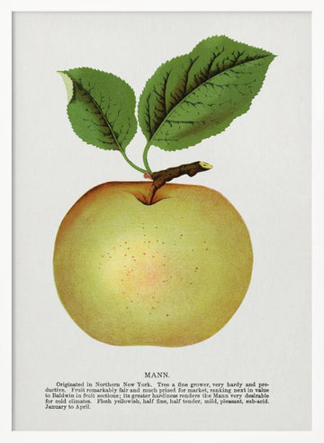Mann Apple Lithograph | Poster - White Frame Interior