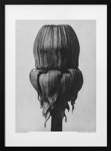 Taraxacum Officinale | Poster - Black Metal Frame Interior