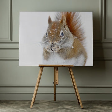 Red Squirrel In Snow | Canvas - Room Interior 1