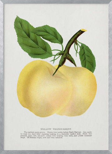 Yellow Transparent Apple Lithograph | Poster - Silver Frame Interior