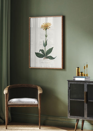 Mountain Arnica (arnica Montana) Medical Botany | Poster - Room Interior 2