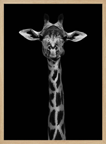Elegant Giraffe Portrait | Poster - Wood Frame Interior