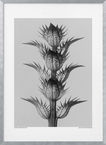 Acanthus mollis | Poster - Silver Frame Interior