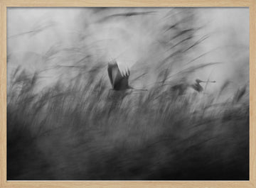Misty Flight Through Reeds | Poster - Wood Frame Interior