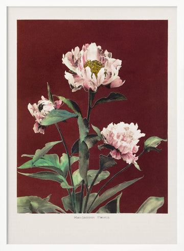 Hærdaceous Peony no2 | Poster - White Frame Interior