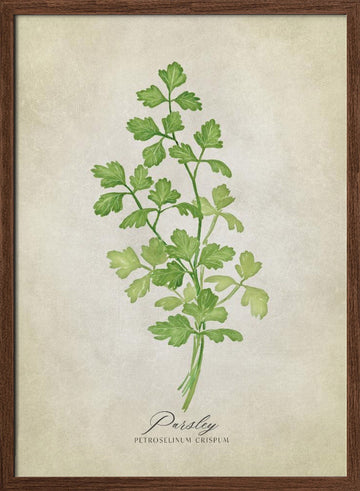Green Parsley Botanical | Poster - Walnut Frame Interior