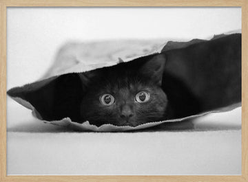 Curious Black Cat | Poster - Wood Frame Interior