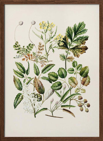 Rubens Australis By Sarah Featon | Poster - Walnut Frame Interior