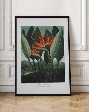 The Queen–Plant from The Temple of Flora (1807) | Poster - Room Interior 1