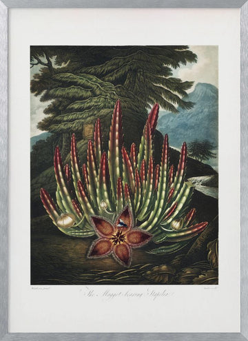 The Maggot–Bearing Stapelia from The Temple of Flora (1807) | Poster - Silver Frame Interior