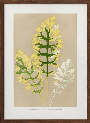 Cineraria Maritima Fairbairnianum Leaf Illustration | Poster - Walnut Frame Interior