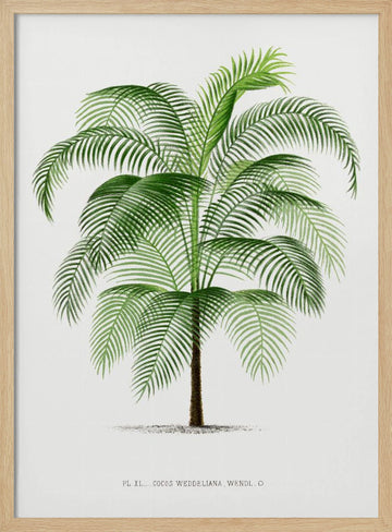 Xi Cocos Weddeliana | Poster - Wood Frame Interior