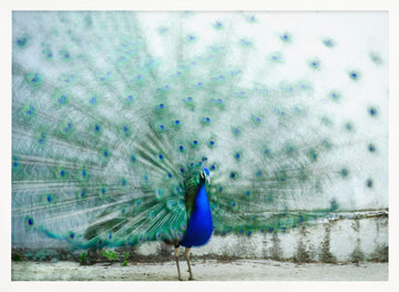 Vibrant Peacock Display | Poster - White Frame Interior