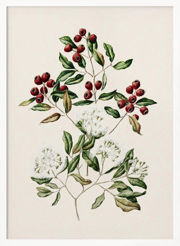 Maire Tawake Drawn By Sarah Featon(1848   1927) | Poster - White Frame Interior