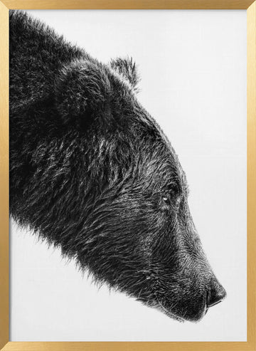 Grizzly Bear Profile | Poster - Gold Frame Interior