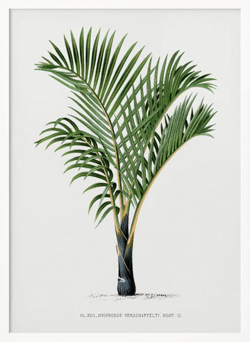 Xvii Hyophorbe V | Poster - White Frame Interior