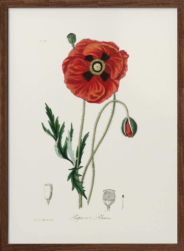 Common Poppy (papaver Rhoeas) Medical Botany | Poster - Walnut Frame Interior