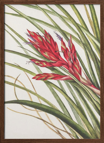 Quill Leaf Tillandsia From North American Wildflowers (1925) By Mary Vaux Walcott | Poster - Walnut Frame Interior