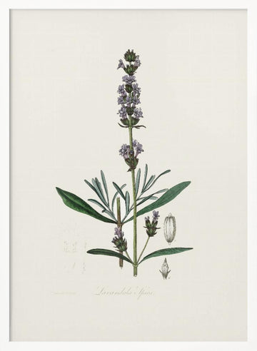 Lavender (lavandula Ipica)  Medical Botany | Poster - White Frame Interior