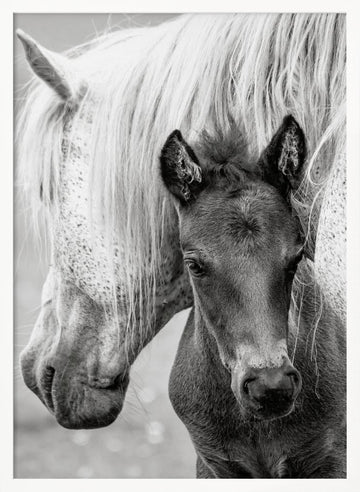 Mare and Foal | Poster - White Frame Interior
