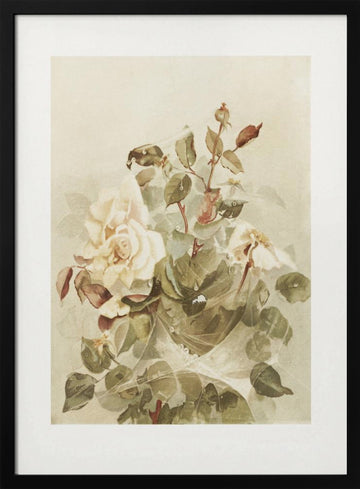 Pink Roses Seen Through Early Morning Dew | Poster - Black Metal Frame Interior