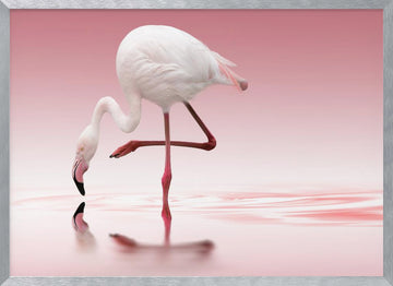 Pink Flamingo Reflection | Poster - Silver Frame Interior