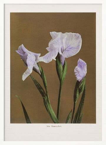 Iris Kæmpferi no2 | Poster - White Frame Interior