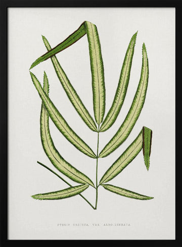 Pteris Cretica Leaf Illustration | Poster - Black Metal Frame Interior