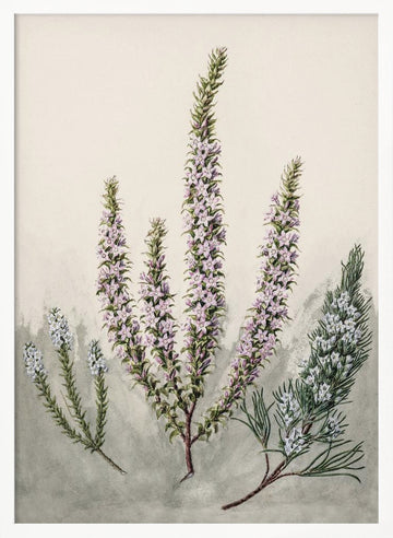Epacris Drawn By Sarah Featon (1848–1927) | Poster - White Frame Interior