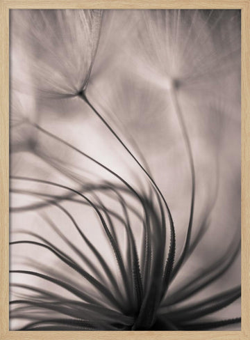 Delicate Dandelion Seeds | Poster - Wood Frame Interior