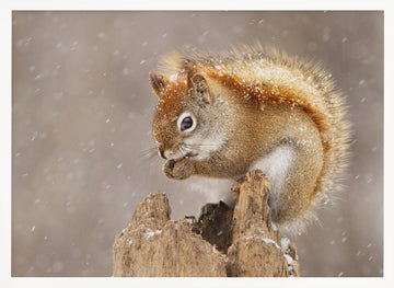 Snowy Red Squirrel | Poster - White Frame Interior