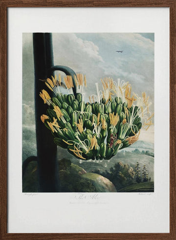 The Aloe from The Temple of Flora (1807) | Poster - Walnut Frame Interior