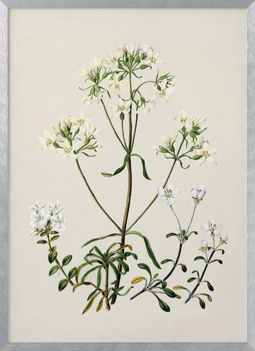 New Zealand Gentiana Drawn By Sarah Featon (1848–1927) | Poster - Silver Frame Interior