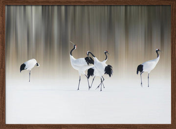 Graceful Cranes in Snow | Poster - Walnut Frame Interior