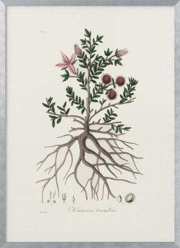 Rhatany (krameria Triandrea) Medical Botany | Poster - Silver Frame Interior
