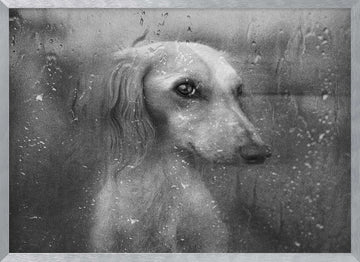 Dog By Rainy Window | Poster - Silver Frame Interior