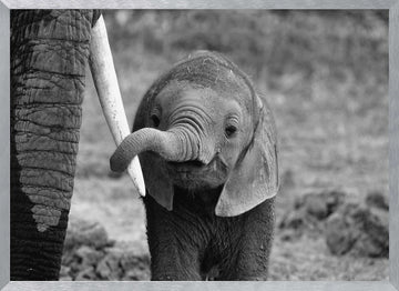 Curious Baby Elephant | Poster - Silver Frame Interior