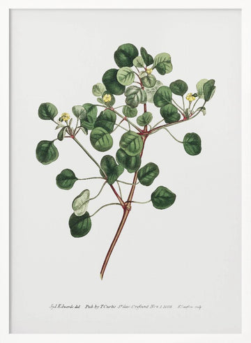 Euphorbia Petiolaris 1805   Flower Garden Displayed By Francis Sansom | Poster - White Frame Interior